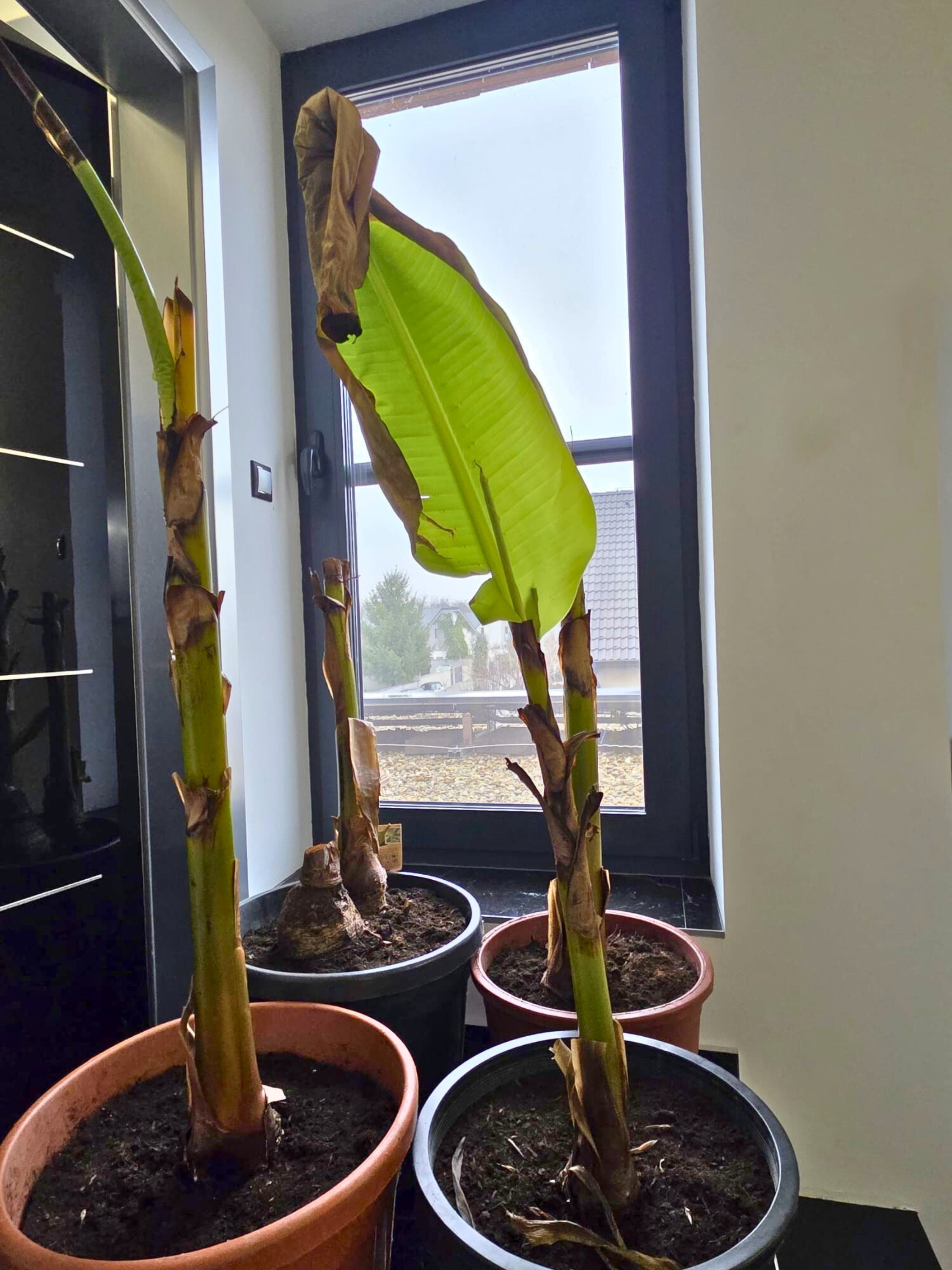 Musa basjoo po zime 12 °C -1